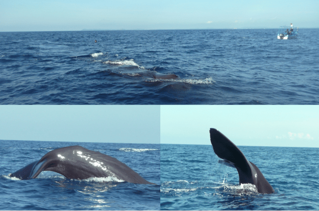 Sprem whales in Trincamolee
